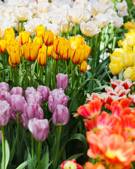 Beautiful spring flowers.  colorful tulips. Floral Background.