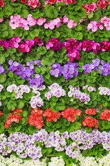 Spring flower.  flower background