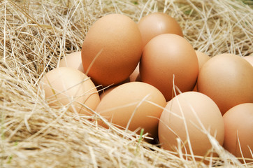 A fresh egg has a background as straw hay.