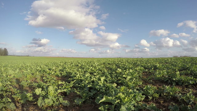 rapeseed canola field and clouds. timelapse 4K