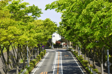横浜山の手住宅街新緑