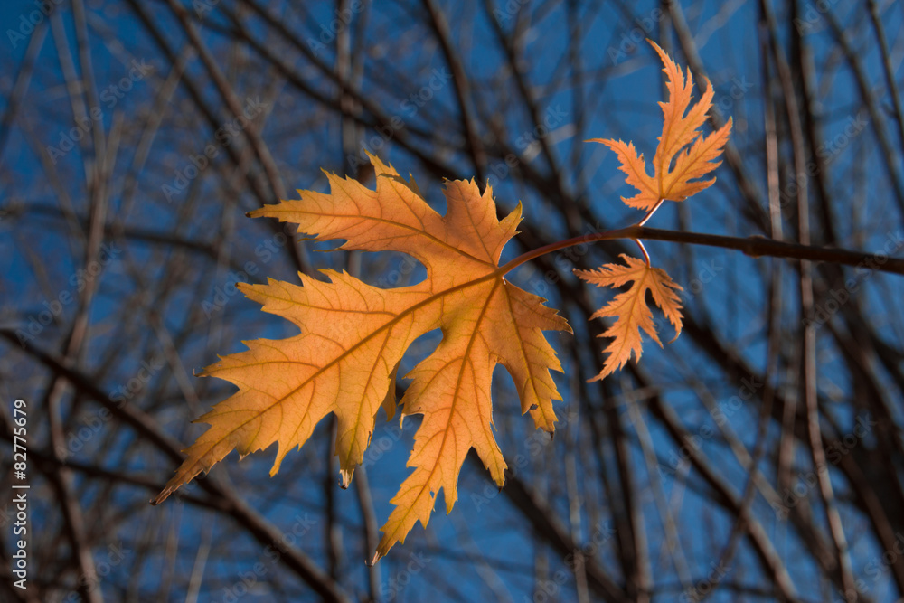 Canvas Prints maple leaf autumn tree background