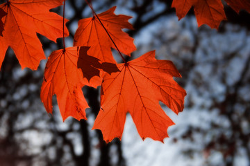 maple leaf red autumn sunset tree