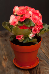 Begonia pink flower