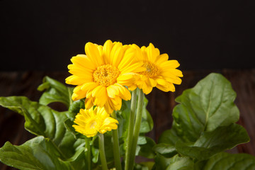 Yellow flower