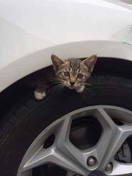 Chatton cach&eacute; dans une roue