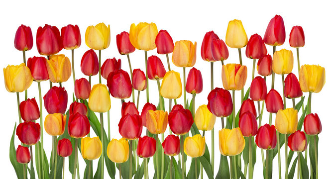 Fototapeta Tulips big border isolated