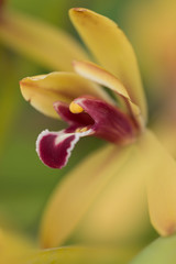 orchid flower