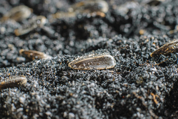  seedling of a sunflower