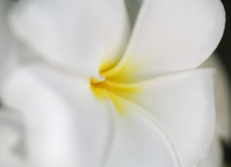 white frangipani