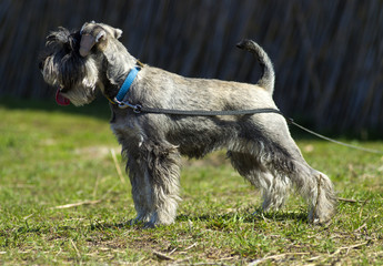 Miniature Schnauzer