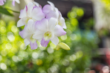 Thai Purple Orchids Flower