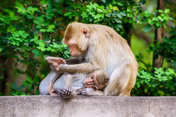 Monkey family at ratchaburi, Thailand.