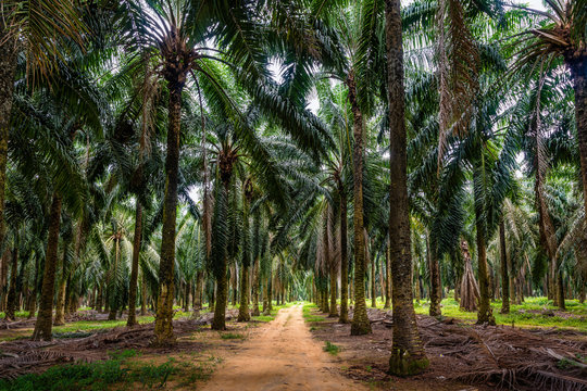 Mature oil palm plantation in Malaysia.