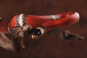 Milk snake