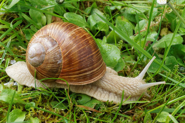Escargot dans la nature.