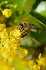 Biene bei der Arbeit