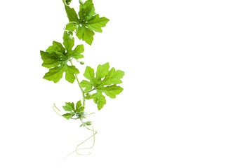 Bitter melon's leaves isolated on white background