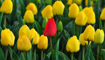 lalenin farkındalığı