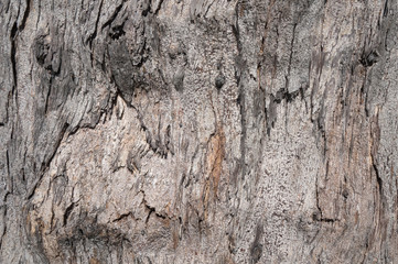 Wooden background