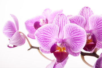 Fototapeta na wymiar orchid flower, Phalaenopsis