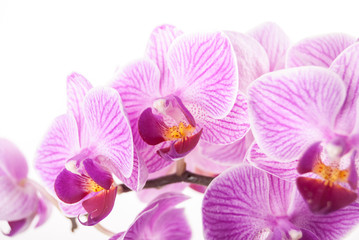 Naklejka na ściany i meble orchid flower, Phalaenopsis