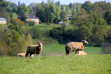 Paysage de campagne.
