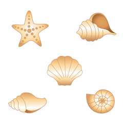 Fototapeta premium Seashells