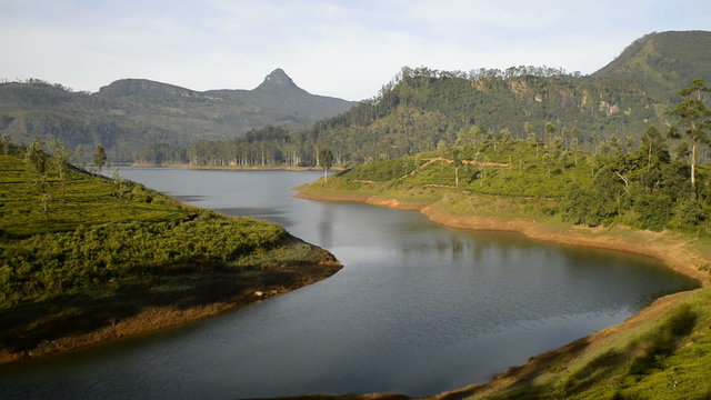 tea plantation, around Adams Peak, Sri Lanka, Asia