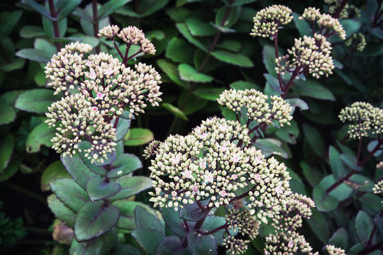 Sedum hybrid matrona plant
