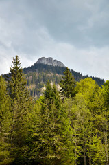 La Pinéa (Chartreuse / Isère)