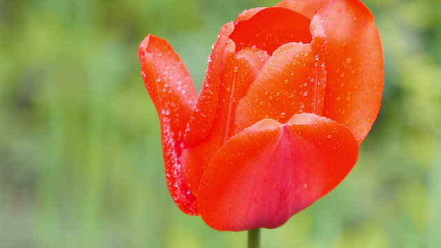 Ultra HD 4 k. Red tulips on the nature. close-up