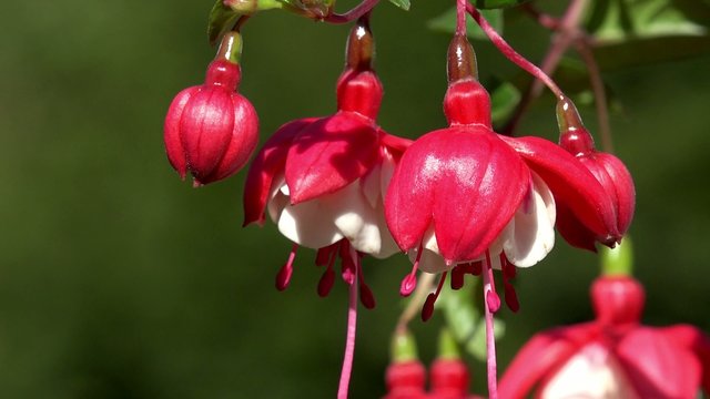 hanging Fuchsia in the nature