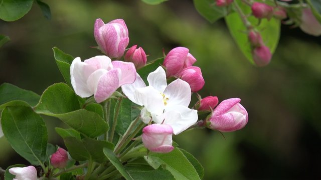 blossoms on apple tree