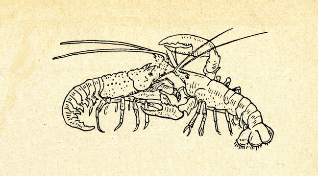 Spiny lobster (left) and clawed lobster