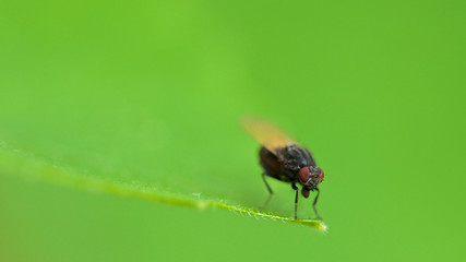 La mouche 