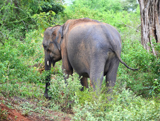 indian elephant in jungle