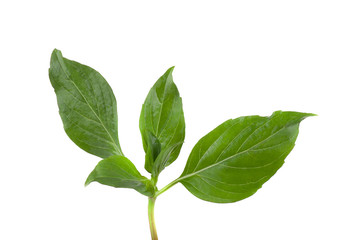 Obraz premium Sweet Basil isolated on a white background