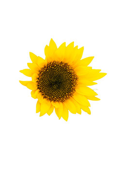 Cutout of "Child", Sunflower in Summer 
