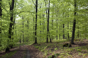 Buchenwald, Fruehling,