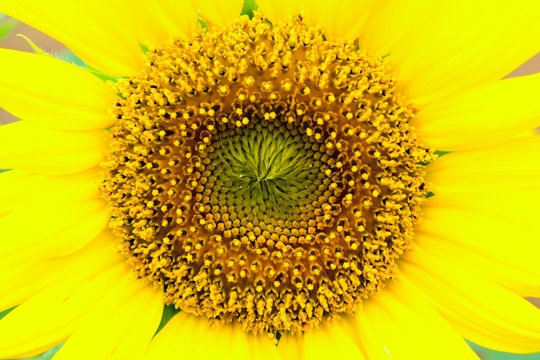 Close up of “Pinocchio” Sunflower in Summer 
