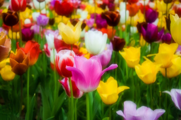 Colorful floral theme with tulips in soft style