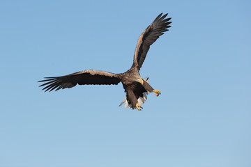 White-tailed Eagle in flight.