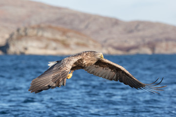 White-tailed Eagle in flight.