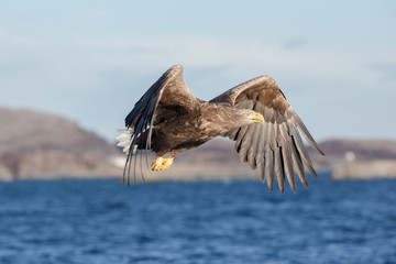 White-tailed Eagle in flight.