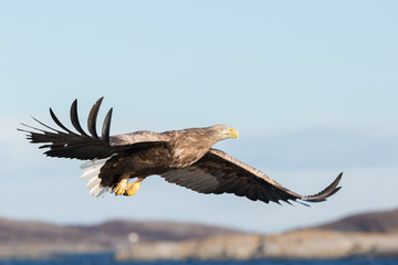 White-tailed Eagle in flight.