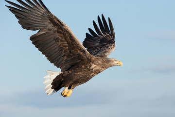 White-tailed Eagle in flight.