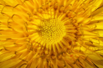 bright yellow dandelion close up