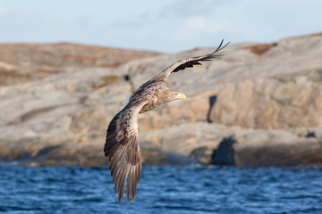 White-tailed Eagle in flight.