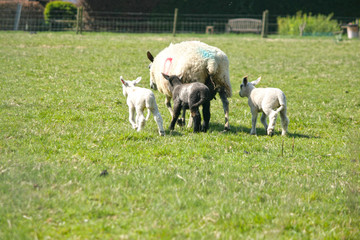 Spring lambs with their mum